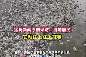 台风“格美”过后，广东一海滩出现大量海鲜，相关部门紧急提醒图片
