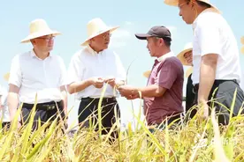 尹弘在吉安调研：不误农时战“双抢”保丰收 加快推进农业农村现代化建设图片