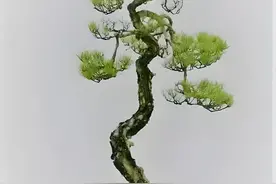 图解“单枝封顶，单枝成景”盆景造型艺术，值得一学！图片