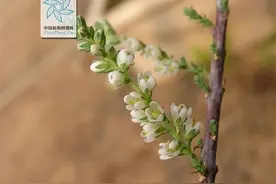 长江上游，再次发现珍稀濒危植物！图片