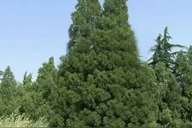 “三树进宅，天降横祸”，这是啥意思？庭院种植树木有哪些忌讳？图片