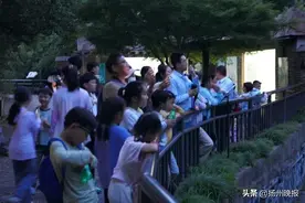 “我陪动物过夏天” 茱萸湾动物园暑期夜游火热升温图片