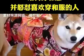 狗穿日本和服遭爱和服人士挤兑，狗子主人：狗穿和服是它的自由图片