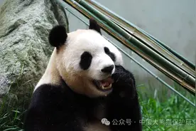 福宝回国后在四川松弛感拉满图片