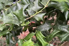 俗称"鸟不宿"，浑身是刺没人碰？却不知它全株都是宝！图片