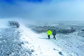 勇闯寒风暴雪，500余只羊成功“突围”图片