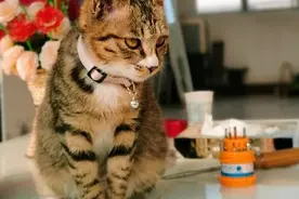 猫咪从6楼摔下吐血路人送医救治图片