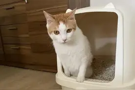 猫咪尿血不要怕，我这有办法图片
