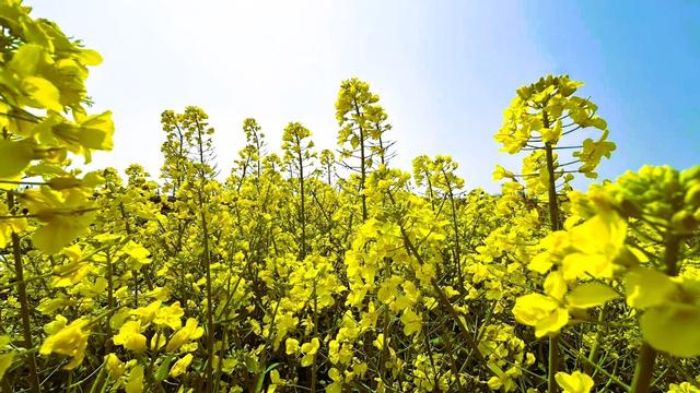 春天的打开方式，从公园徒步、赏花开启