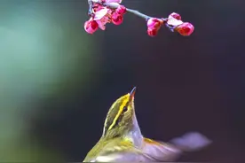 杜甫名传千年的一首迎客诗，开篇便不同凡响，颔联被赞了一千多年图片