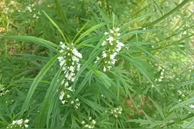 1种为天下女人而生的野草，老人称为“童子草”，懂它的人都在挖图片