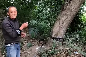 地球上仅存1株的苗！专家繁殖20多年没成功，湖北农民却种出27棵图片