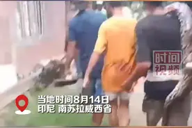 印尼74岁老太被蟒蛇吞入吐出身亡，家属寻到4米长蟒蛇将其杀死图片