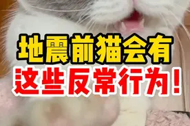 你了解猫吗？关于猫的10个冷知识，看看你知道几个，涨知识了图片