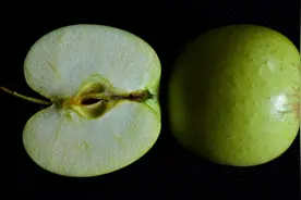 苹果与它一起煮，天然“止咳方”保你冬天少生病！图片