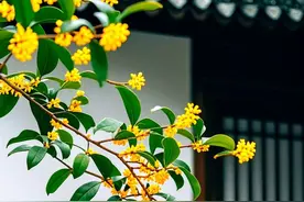夫妻常年分开，男人会想念老婆吗？三位丈夫道出了心里话图片