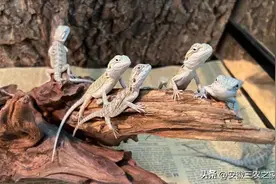 亏损率达70%的养殖品种，为何仍有数万人在做，因年需求量50万只图片