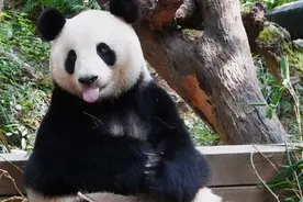 每天认识一只大熊猫——隆隆，广州长隆长公主，集万千宠爱于一身图片