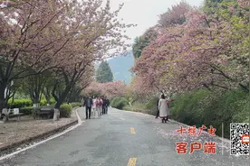 十堰这条3km“樱花大道”迎来最美时刻，快来打卡！图片