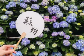火爆全网！快来打卡苏州上方山绣球花墙！图片