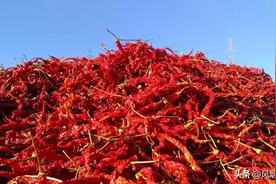 中国十大名椒排行榜！贵州的香，新疆的甜，你家乡的辣子上榜没？图片