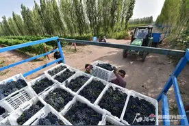 “焉耆盆地葡萄酒”国家地理标志证明商标正式注册图片