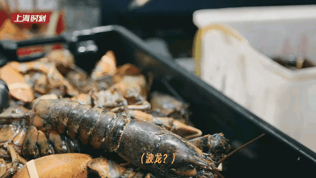 揭秘上海波龙热销背后的故事：一天8000只，消费者为何如此热衷？图片