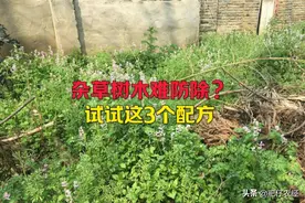 野生竹子、大树难防除？那是你没用对方法，试试这三个配方图片