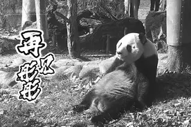 痛心！官方证实：大熊猫“彤彤”突发疾病去世图片