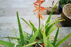 这四种盆栽植物就适合懒人养，适当控养反而更容易开花图片