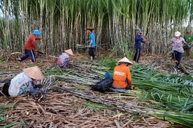 广西农村砍甘蔗，砍一根一毛五，砍2000根得300元，非常辛苦图片