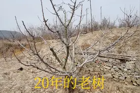 大樱桃修剪真的不难图片
