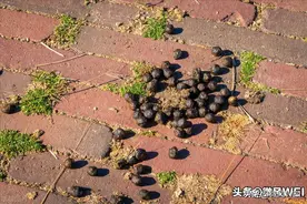 严查牛羊粪还田！专家：对土壤有害！会污染环境！必须严查！图片