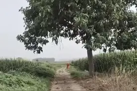 为什么要远离青纱帐？来看看过来人的经历图片