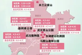 2025年武汉杜鹃花花期预报来啦图片