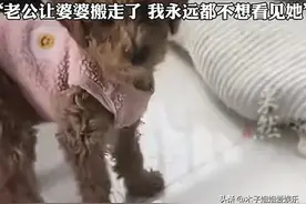 后续来了！南京狠婆婆砍死儿媳三条狗，老公暖心，小姑发言遭群嘲图片
