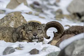 贺兰山3只雪豹“串门”了！它们见着面了吗?图片