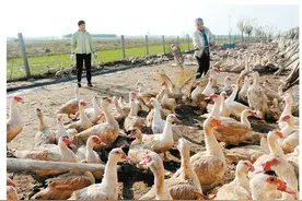 养殖鸳鸯鸭 呱呱奔富路图片