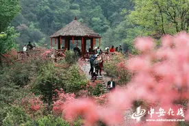 来铁冲乡杜鹃岭 享“大别山第一抹春”图片