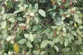 南方1种野果，人称“羊奶果”，又有“降糖果”之称，现在正当时图片