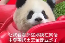 大熊猫圈的“显眼包们”可爱兄妹占据榜首图片