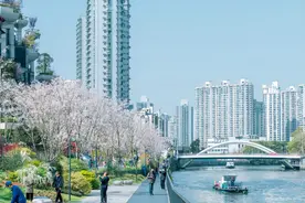 春天共舞，樱花为伴 “千树樱花季”在苏州河畔启动图片