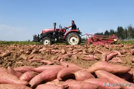 储存红薯别乱放，教你几个土方法，放半年不烂不发芽，越放越甜图片
