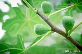 无花果想结得个头大、数量多，这两点很关键，可惜很多人都做错了图片