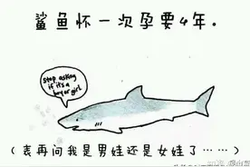有趣的冷知识第1弹：你知道几个？网友：原来鲨鱼怀孕要这么久啊图片