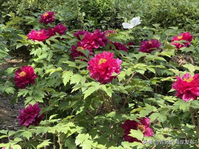 西海岸牡丹芍药赏花季！开幕！