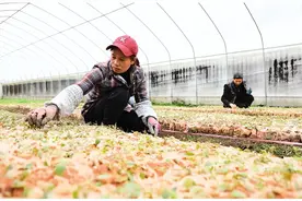 灵川县公平乡五指毛桃育苗忙：用好生态育优质苗 中药材飘香致富路图片