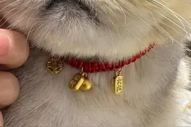 我妈给猫买了条金项链！猫猫是亲生的，咱是垃圾桶捡的！图片
