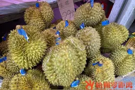 梧州也有榴莲种植基地啦图片