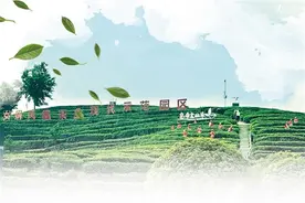 一片茶叶出圈记图片